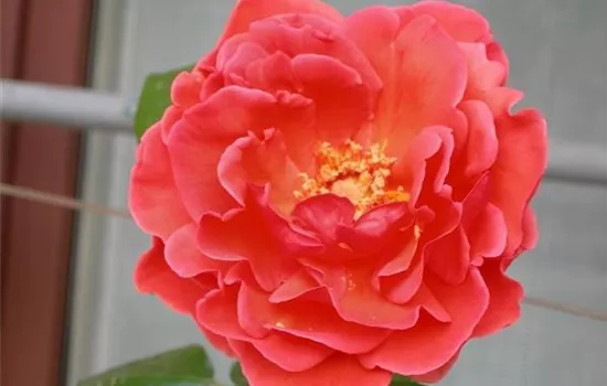 Rosa (Kletterrose) 'Climbing Soraya'