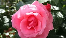 Rosa (Kletterrose) 'Lawinia'