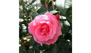 Rosa (Kletterrose) 'Lawinia'