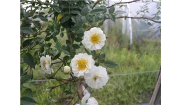 Rosa (Kletterrose) 'Niagara Falls'
