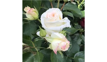 Rosa (Kletterrose) 'Schneewalzer'®