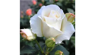 Rosa (Kletterrose) 'Schneewalzer'®