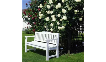 Rosa (Kletterrose) 'Schneewalzer'®