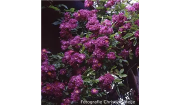 Rosa (Kletterrose) 'Veilchenblau'