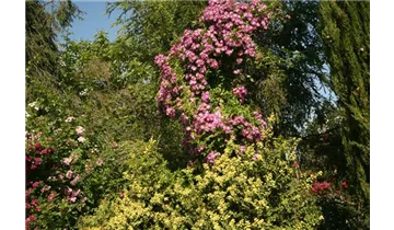 Rosa (Kletterrose) 'Veilchenblau'