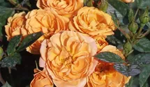Rosa (Miniaturrose) 'Apricot Clementine'®
