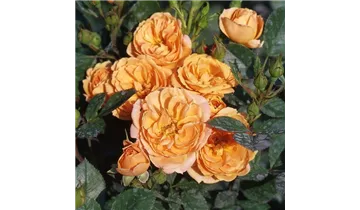 Rosa (Miniaturrose) 'Apricot Clementine'®