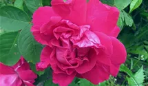 Rosa (Rugosa) 'Parfum de l'Hay'