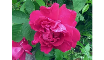 Rosa (Rugosa) 'Parfum de l'Hay'
