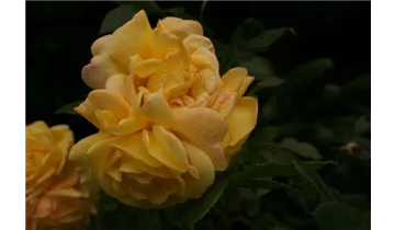 Rosa (Strauchrose) 'Chinatown'