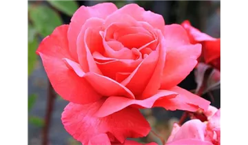Rosa (Strauchrose) 'Rosenresli'®