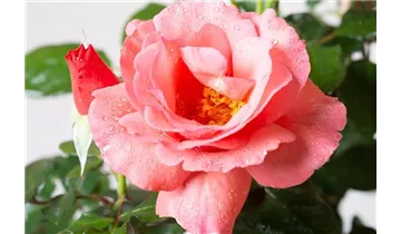 Rosa (Strauchrose) 'Rosenresli'®