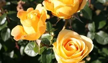 Rosa (Teehybride) 'Candlelight'®