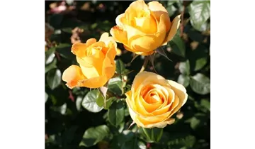 Rosa (Teehybride) 'Candlelight'®