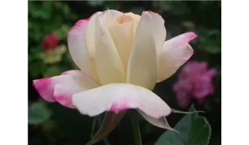 Rosa (Teehybride) 'Circus Knie'®