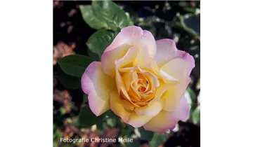 Syn. 'Peace', 'Gioia', 'Gloria Dei'