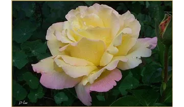 Syn. 'Peace', 'Gioia', 'Gloria Dei'