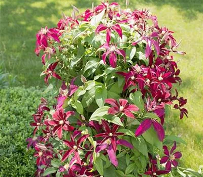 Clematis (Jackmanii) 'Niobe'