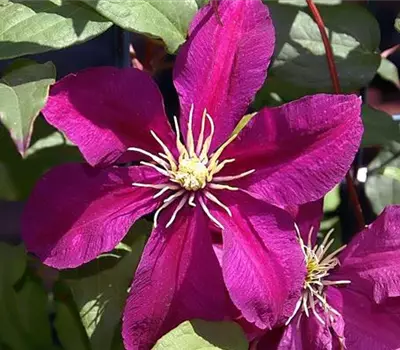 Clematis (Jackmanii) 'Niobe'