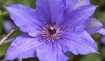 Waldrebe, Clematis