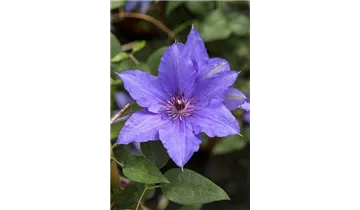 Waldrebe, Clematis