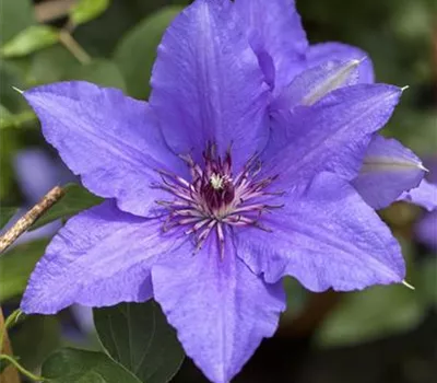 Clematis (Patens) 'Lasurstern'