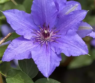 Clematis (Patens) 'Lasurstern'