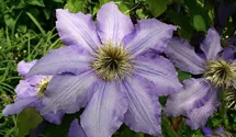 Waldrebe, Clematis