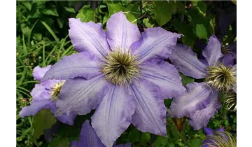Waldrebe, Clematis