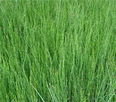 Equisetum hyemale