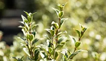 Duftblüte