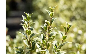 Duftblüte