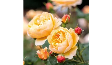 Syn. 'AUSowlisch'
