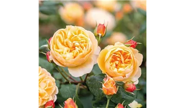 Syn. 'AUSowlisch'