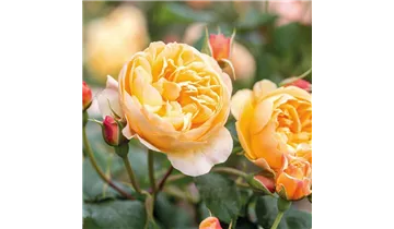 Syn. 'AUSowlisch'