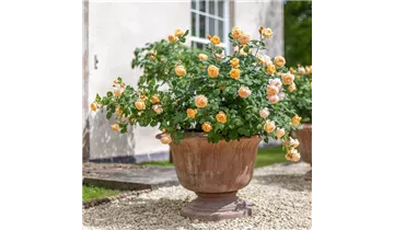 Syn. 'AUSowlisch'