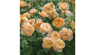 Syn. 'AUSowlisch'