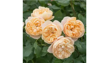 Syn. 'AUSowlisch'