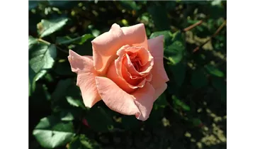Syn. 'Pink Wonder'