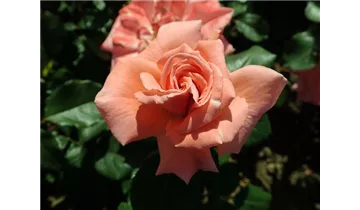 Syn. 'Pink Wonder'