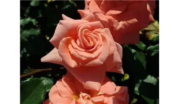 Syn. 'Pink Wonder'