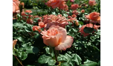 Syn. 'Pink Wonder'