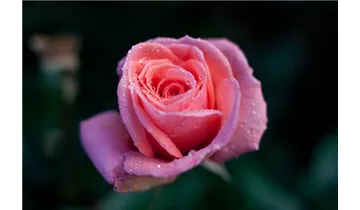 Syn. 'Pink Wonder'