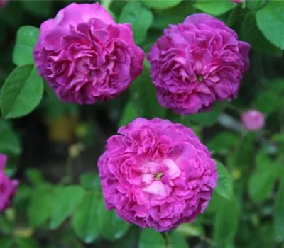 Rosa (Gallica) 'Agatha'
