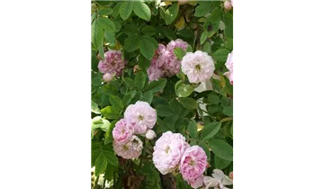 Rosa (Kletterrose) 'Multiflora carnea'