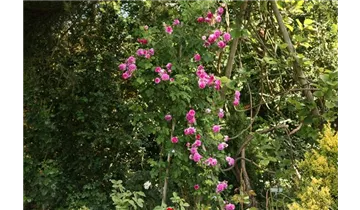 Syn. 'Old Spanish Rose'