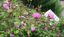Rosa (Moosrose) 'Salet'