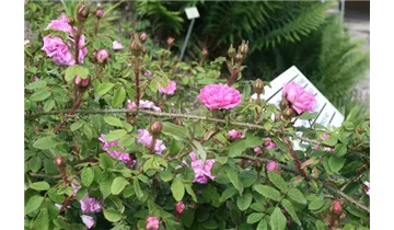 Rosa (Moosrose) 'Salet'