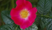 Rosa (Strauchrose) 'Rosa canina Kiese'