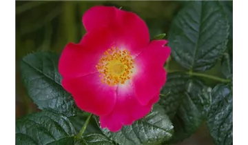 Rosa (Strauchrose) 'Rosa canina Kiese'